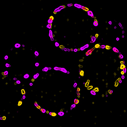 Cartoon of cell organelles
