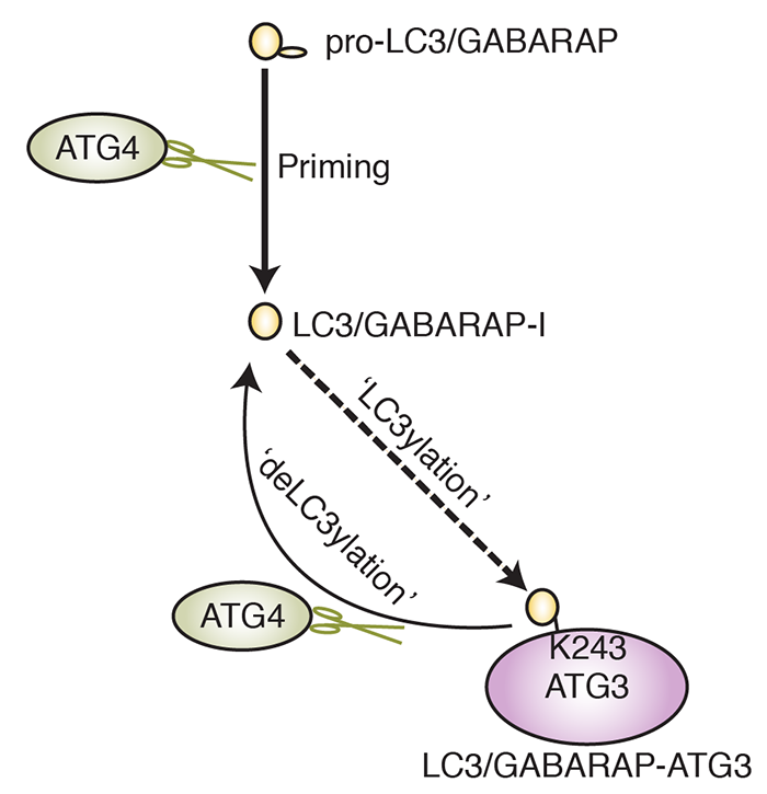 Schematic of human ATG4 protease cellular function in protein deconjugation