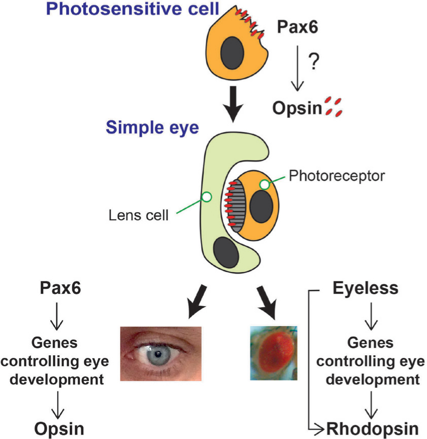 model of evolution of human eye