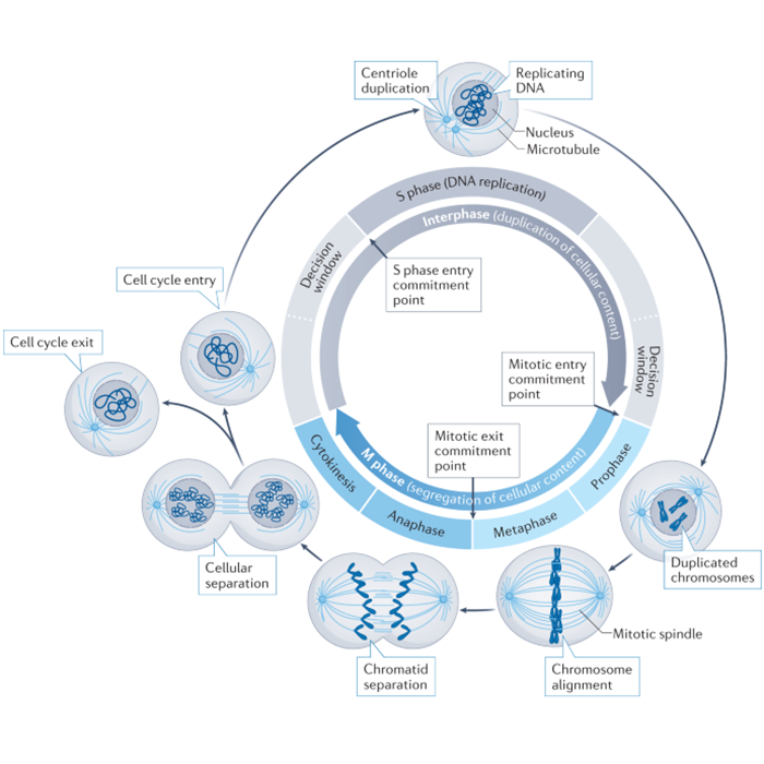 Review in Nature Reviews Mol Cell Biol - Cell cycle control in cancer ...