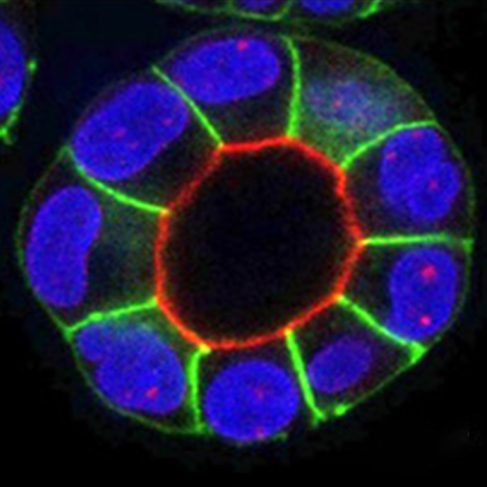 Epithelial cells imaged with fluorescence microscope