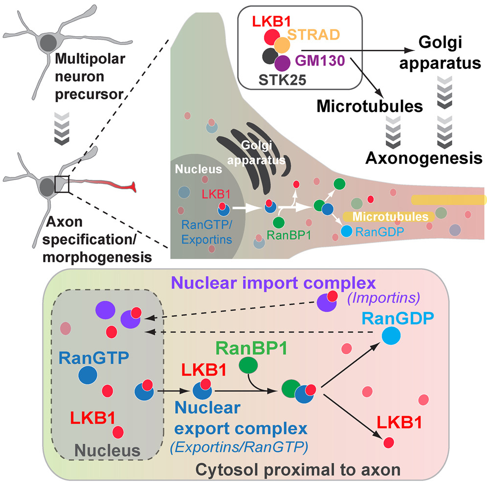 Research figure showing RanBP1 Couples Nuclear Export and Golgi Regulation through LKB1 to Promote Cortical Neuron Polarity