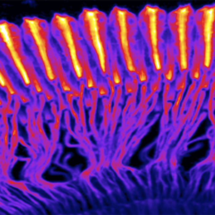 Fluorescent photoreceptors in fruit fly eye