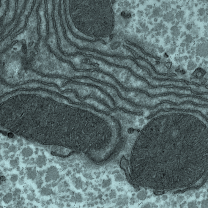 Endoplasmic reticulum imaged with electron microscope