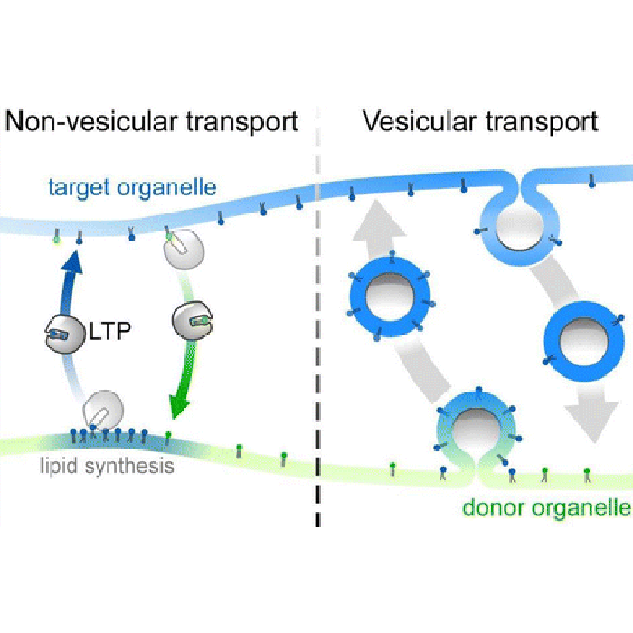 Cartoon of membrane dynamics and organelle biogenesis