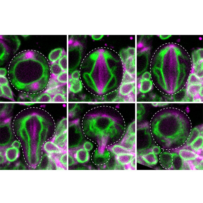 Drosophila asymmetric cell division
