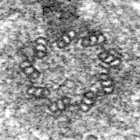 electron microscopy image of centrioles