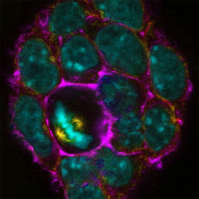 Cell division in mouse stem cells