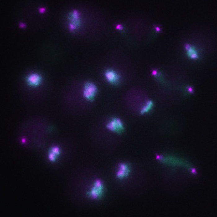 FLuorescence research image 