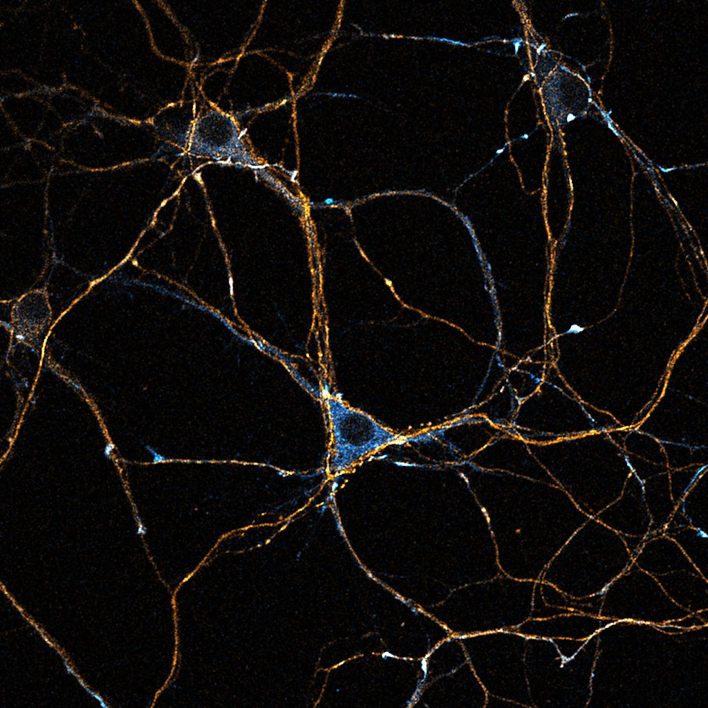 neuron research image