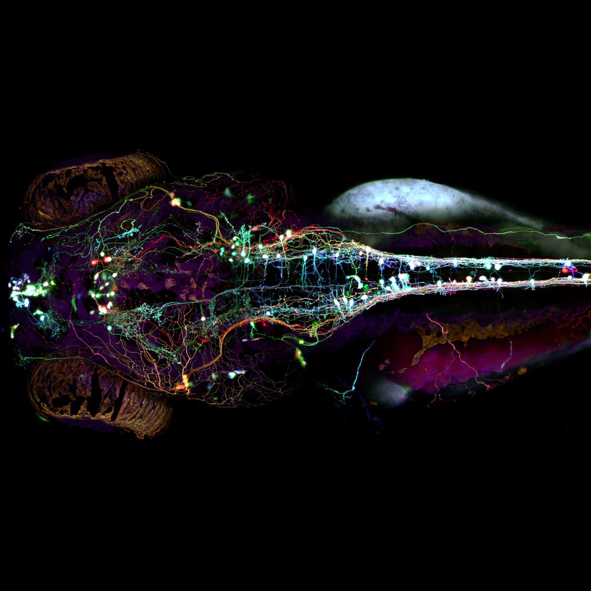 Zebra fish brain fluorescence image
