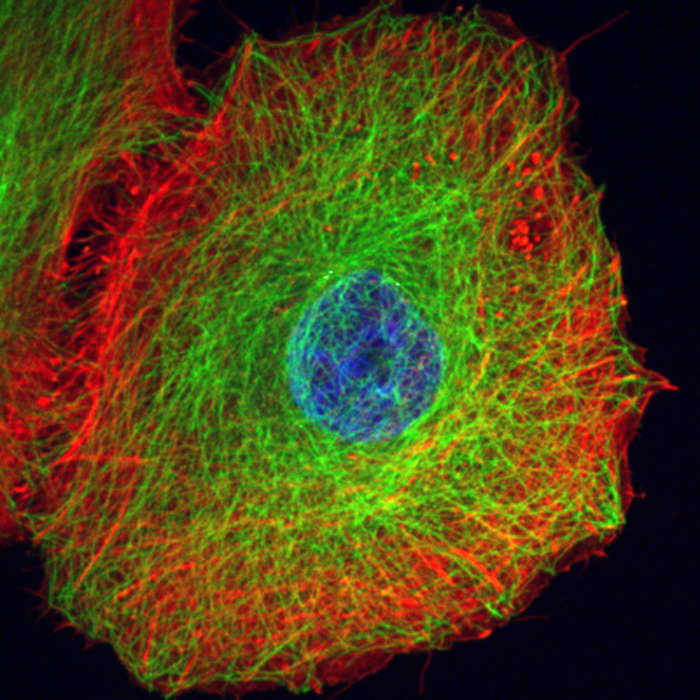 Fluorescent cell showing nucleus and cytoskeleton 