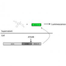 Schematic of the luciferase release assay