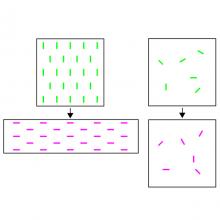 Cartoon showing cell intercalation as a driver of tissue deformation and fluidity
