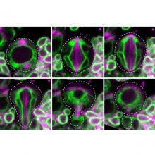 Drosophila asymmetric cell division