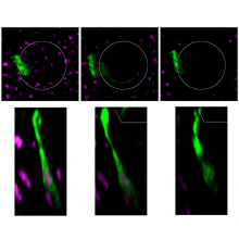 Fluorescent images of Drosophila wing disc