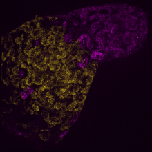 Fluorescence research image 