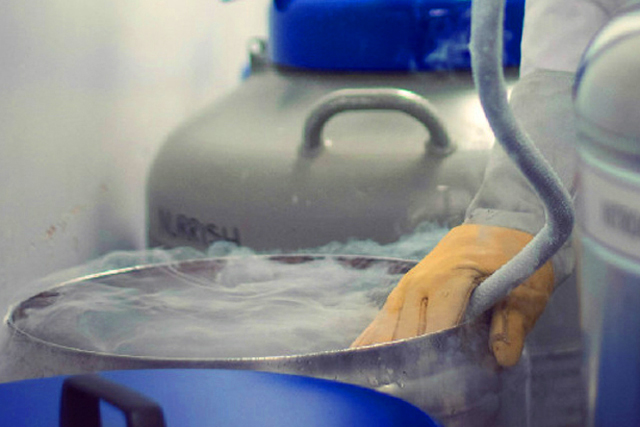Scientist filling up cryobank with liquid nitrogen 