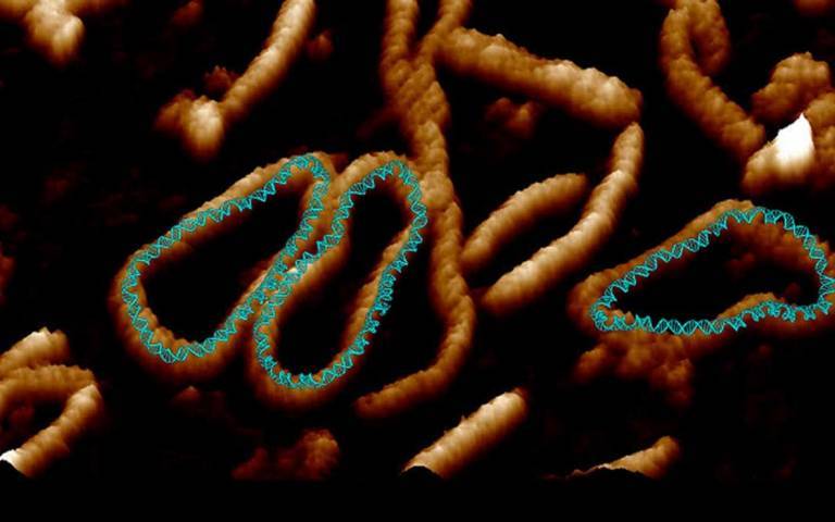 Image of the 'dancing' DNA - Credit University of Sheffield