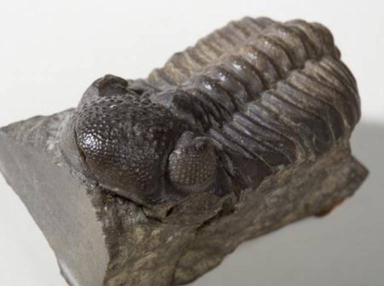 Fossil trilobite. Photo: UCL Geology Collections