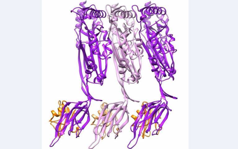 Structure of the CDC, intermedilysin (pink and purple) bound to the human immune receptor CD59 (orange) solved by Shah et al. in this study.