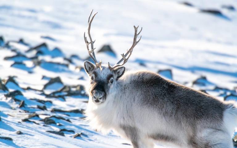 Reindeer Svalbard