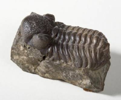 Fossil trilobite. Photo: UCL Geology Collections