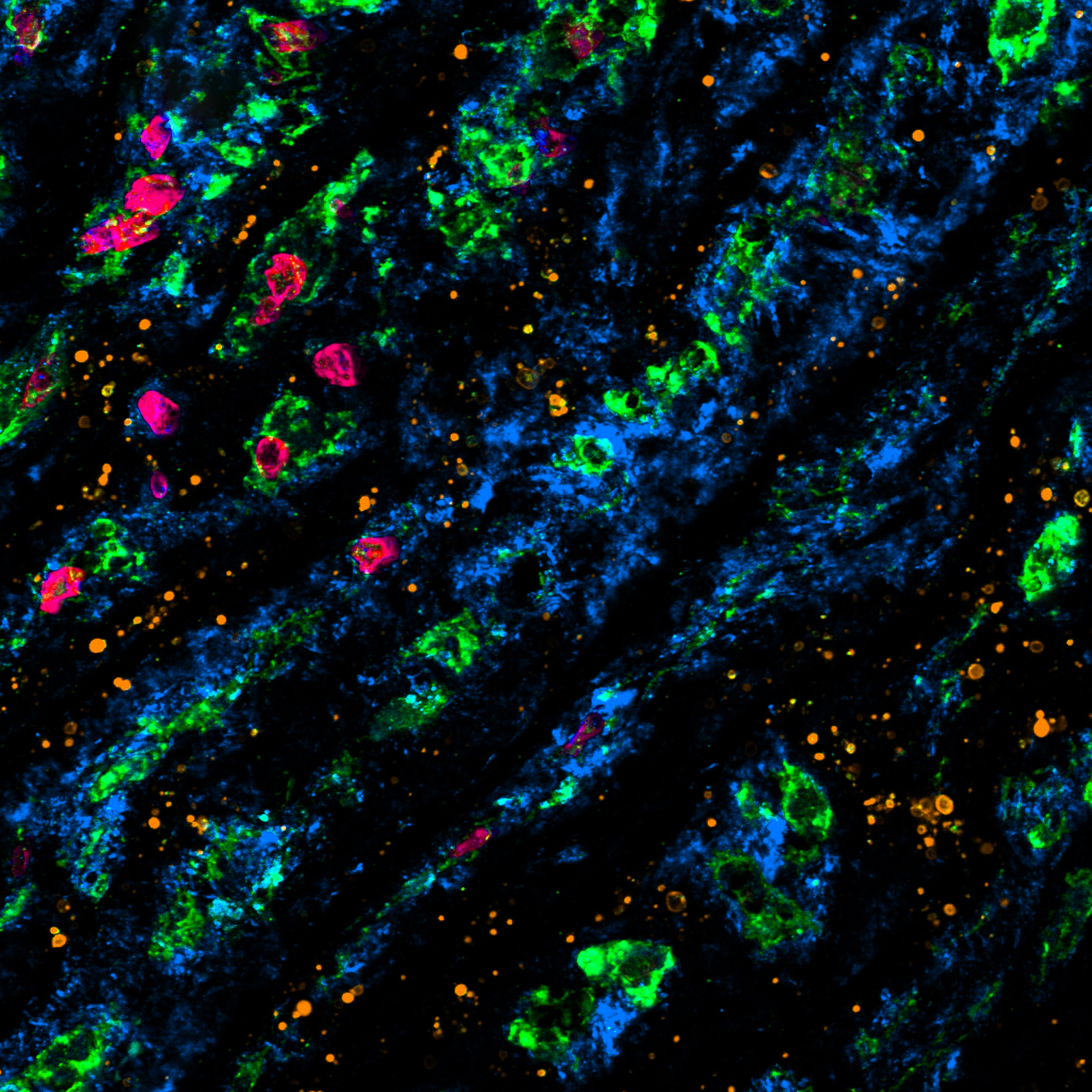 fluorescence microscopy image mineralomics