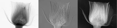 X-ray contrast images of a rose