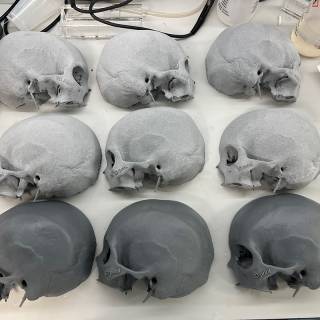 models of human skulls