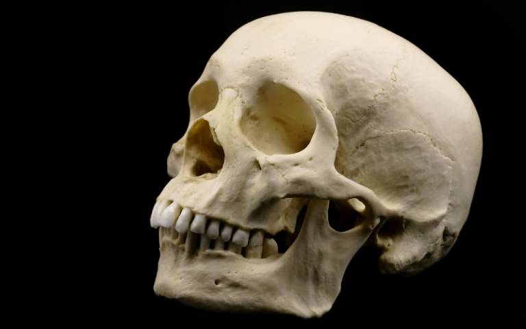 human skull in black background