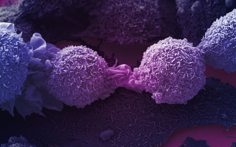 A pair of cancer cells in purple