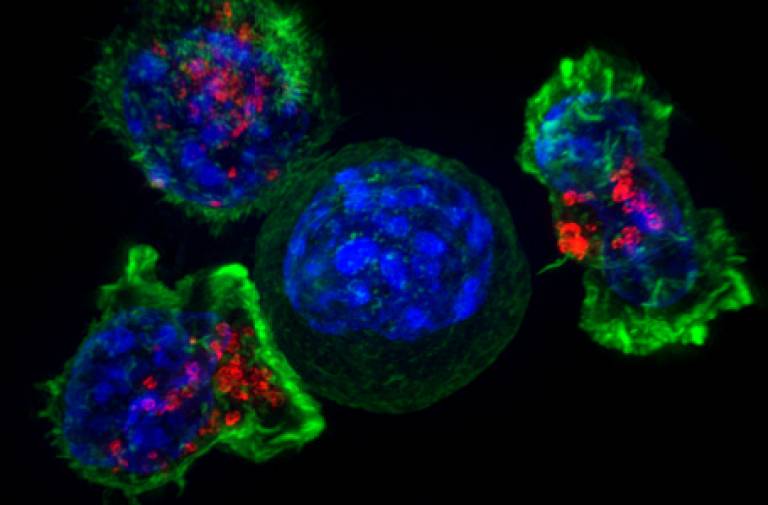 Superresolution killer T cells surround a cancer cell