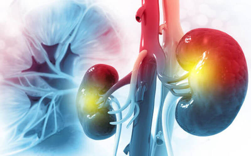 Concept image of kidneys illuminated in red, yellow and blue