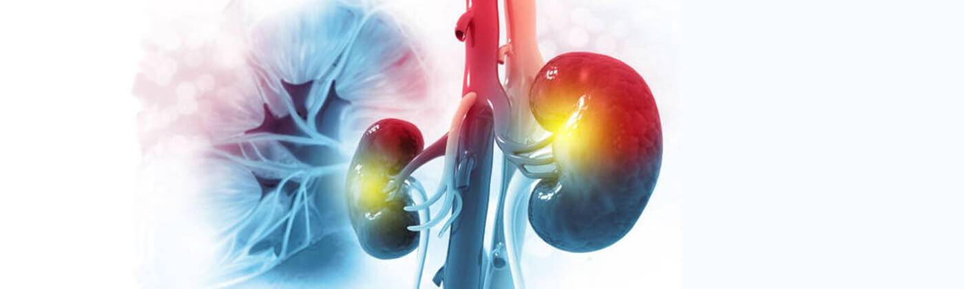 Concept image of the kidneys, lit in red and blue