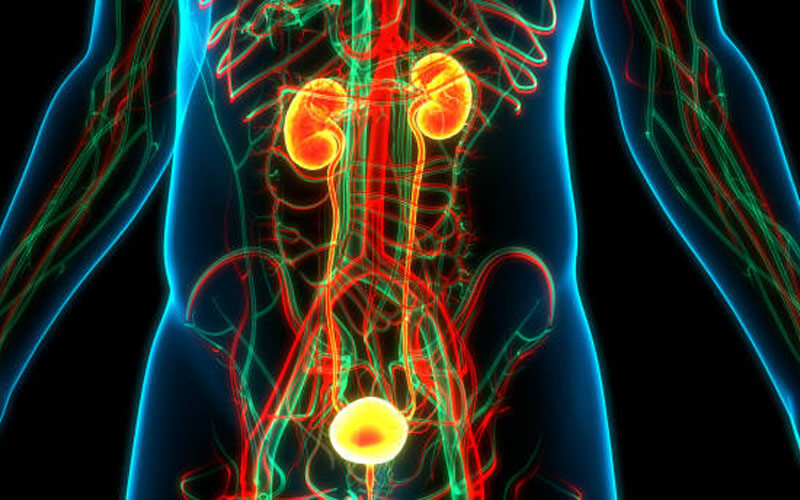 Concept image of an illuminated urological system (kidneys, bladder, etc) against a dark body background