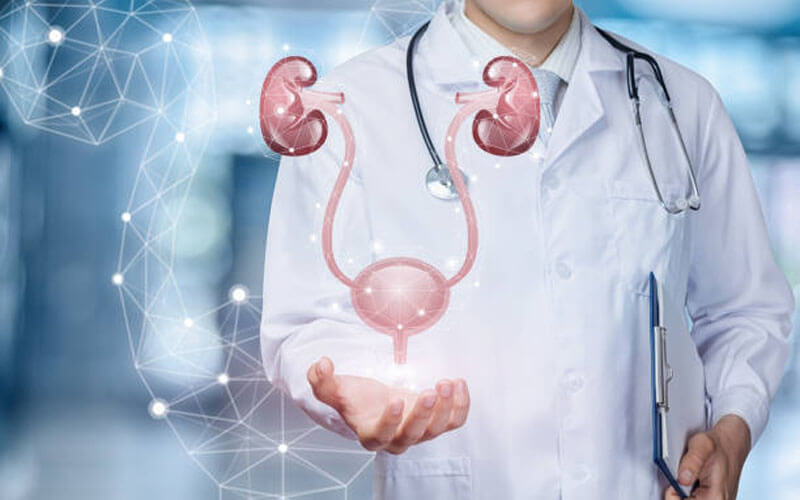 Concept image of a clinician holding a virtual renal system (kidneys) in his/her palm