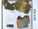 UC 38157, wall painting found at Amarna
