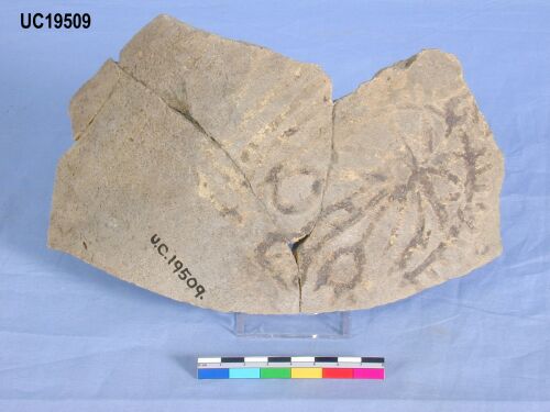 UC 19509, mediaeval pot sherds with drawing of date palm