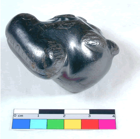 UC 29019, head of a hippopotamus