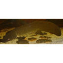 Show Queensland lungfish (Neoceratodus forsteri) Image