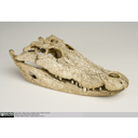 Show Lateral view of Crocodilian skull Image