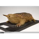 Show Short-beaked echidna taxidermy Image