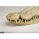 Show Close up of Crocodilian snout Image