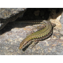 Show Common wall lizard (Podarcis muralis) Image