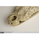 Show Dorsal view of Crocodilian snout Image