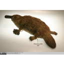 Show Platypus taxidermy Image