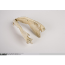 Show Southern opossum mandible showing in-turned dentary process Image