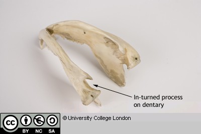 Labelled image of an opoessum skullshowing in-turned process on dentary