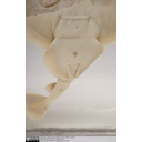 Show Torpedo ray - ventral close-up showing pelvic claspers Image